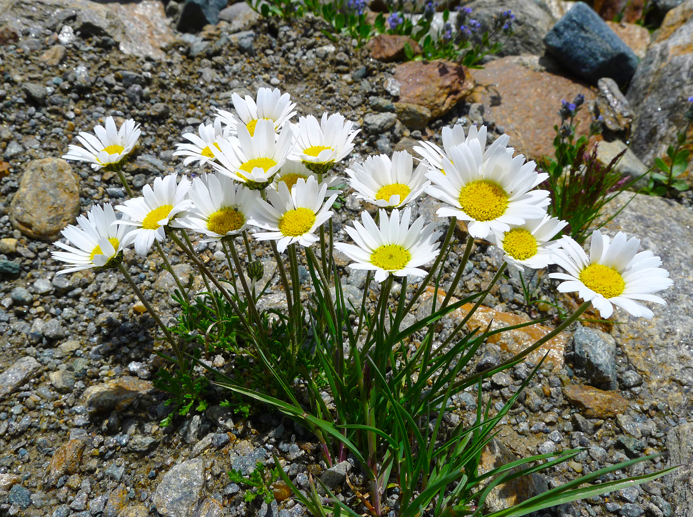  Leucanthemopsis alpina  
